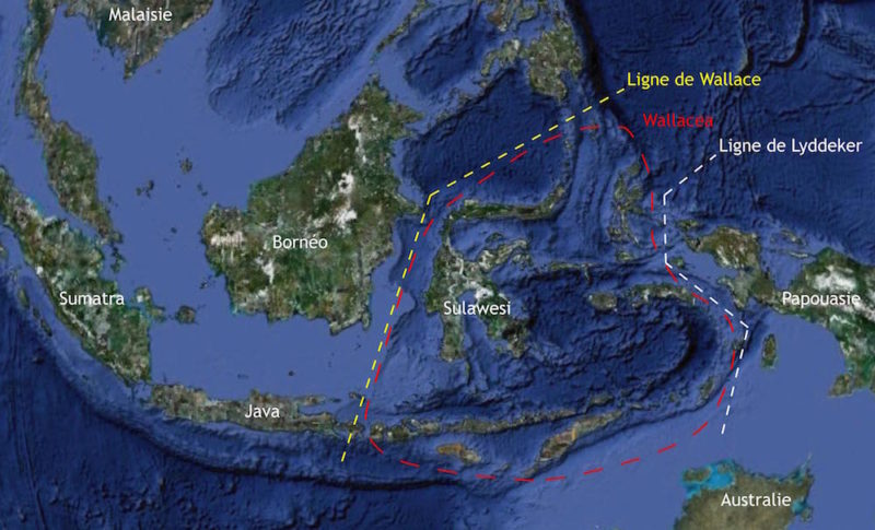 Biogeographical area of Wallacea and Sulawesi island