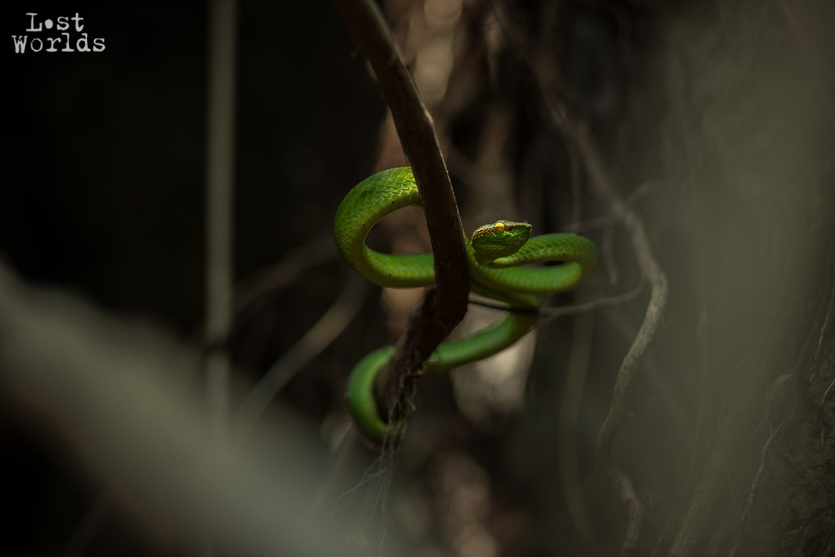 Une vipère dans le massif du Matarombéo, île de Sulawesi, Indonésie.