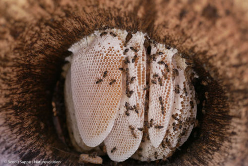 Apiculture - massif du Makay, Madagascar