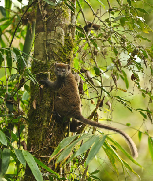 lémurien hapalemur dans le Makay à Madagascar