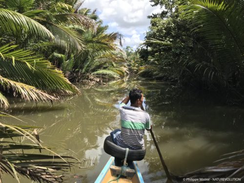 Les mangroves de l'estuaire de la Lalindu