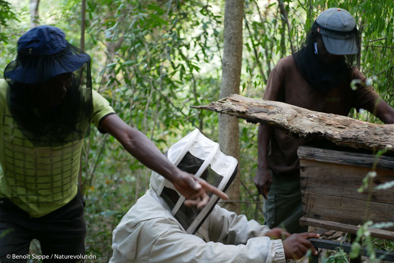 Transvasement de l'essaim dans la ruchette - forêt de Manapanda.