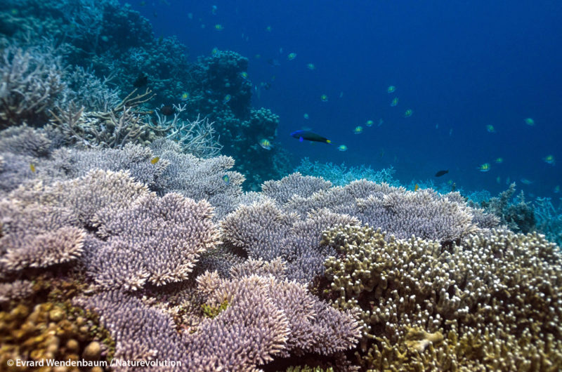 Ecovolunteering to preserve coral reefs. Indonesia.