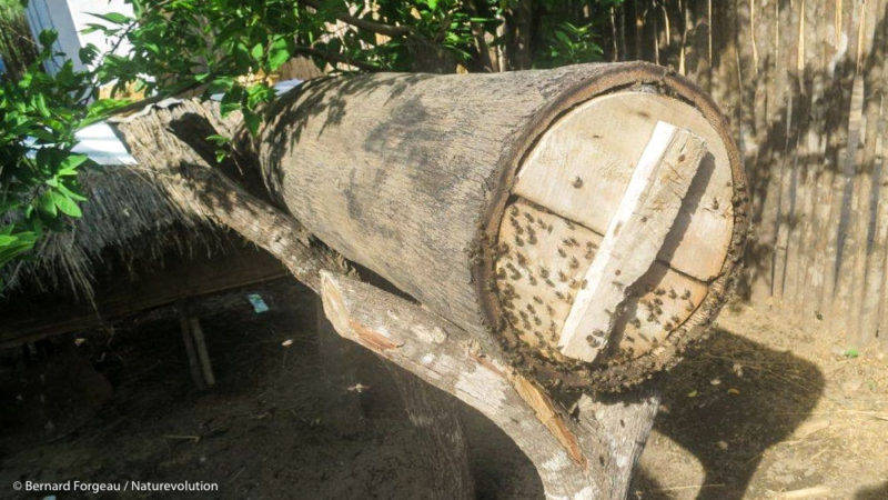 Ruche traditionnelle à Madagascar