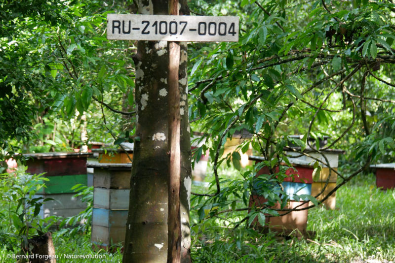 The apiary of Les Ruches Australes in Manakara.