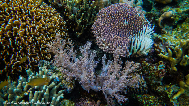 Coraux de la baie de Matarape. Sulawesi, Indonésie.