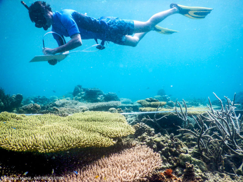 Un écovolontaire effectue un suivi Reef-Check des coraux. Matarape, Sulawesi, Indonésie.