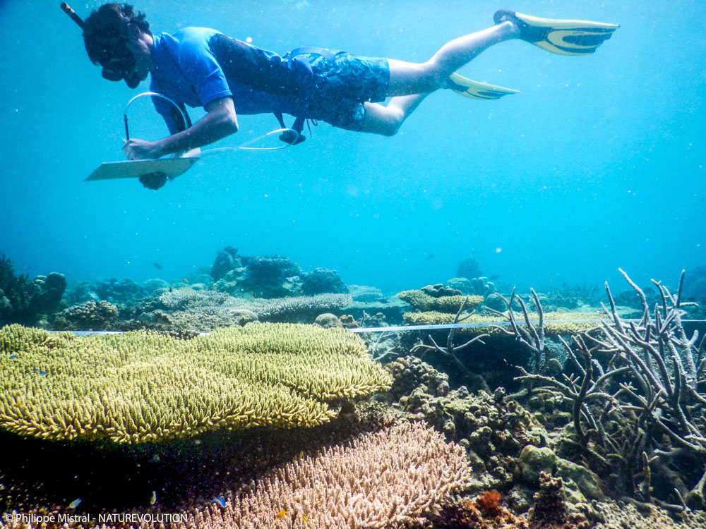Un écovolontaire effectue un suivi Reef-Check des coraux. Matarape, Sulawesi, Indonésie.