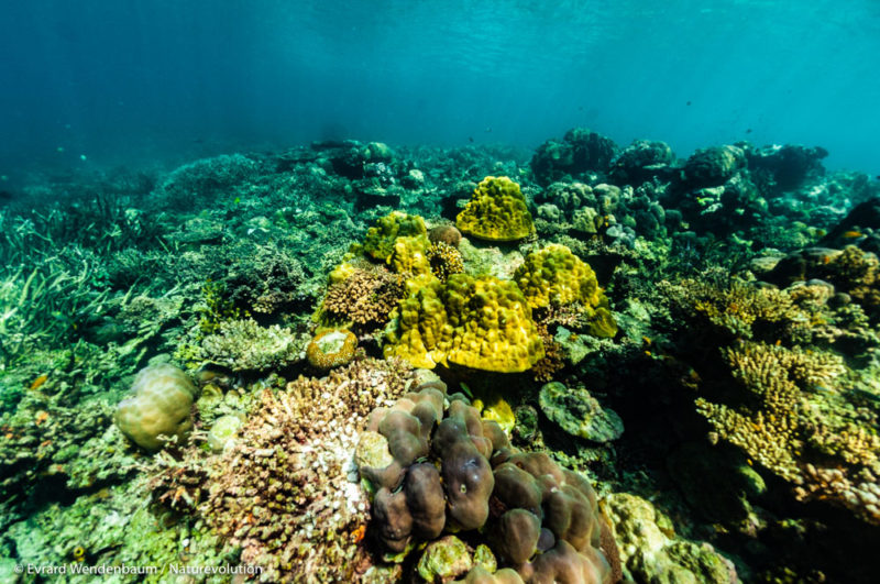 Fonds sous-marin dans la baie de Matarape. Sulawesi, Indonésie.