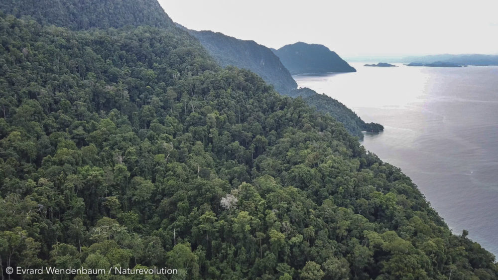L'île de Labengki et ses forêts primaires