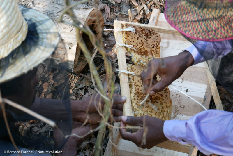 Transplantation of a traditional hive into a modern hive