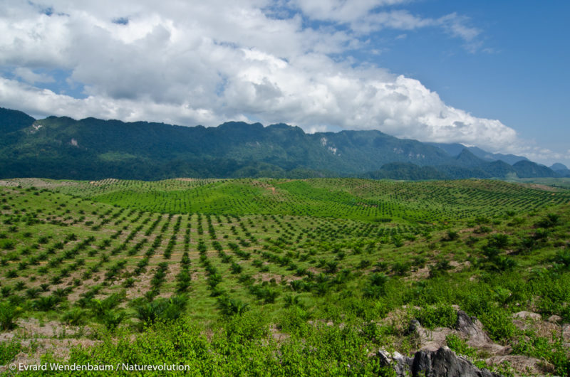 Plantation de palmier à huile à Sulawesi, Indonésie.