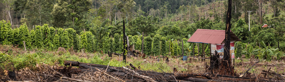 Plantation de poivre à Sulawesi.