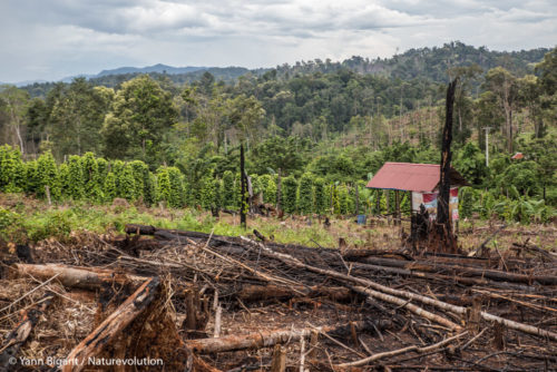 Plantation de poivre à Sulawesi.