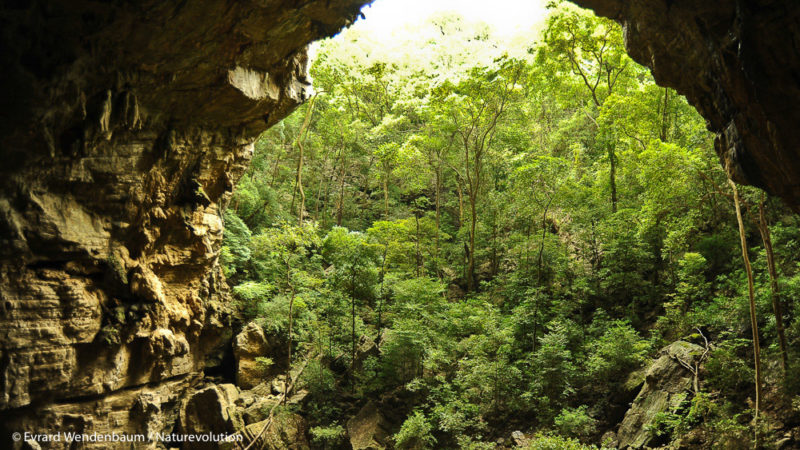 Forêt du parc national d'Ankarana, Madagascar