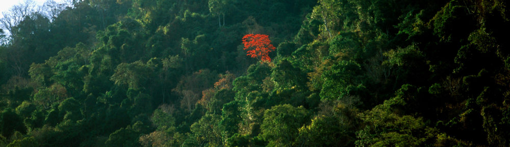 Forêt de Madagascar