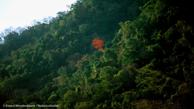 Forêt de Madagascar