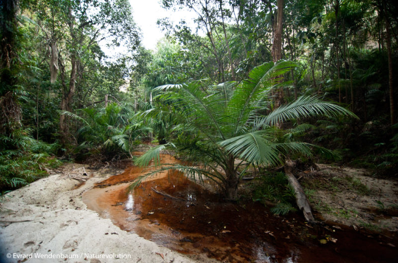 Wet forest canyon of the Makay massif in Madagascar