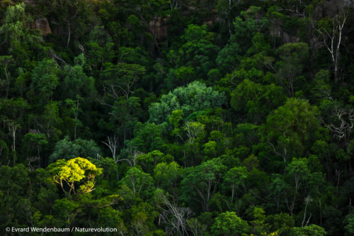 Forêt du massif du Makay à Madagascar