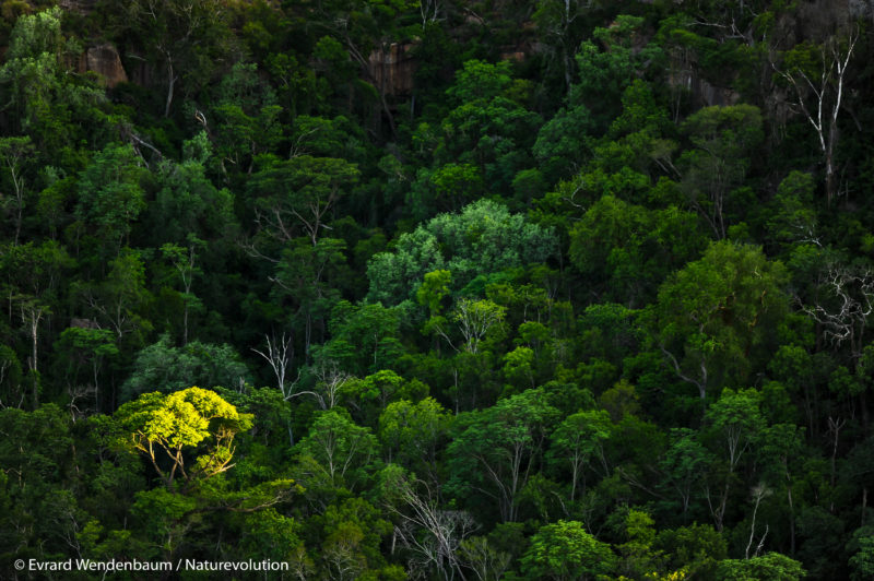 Forest of the Makay massif in Madagascar