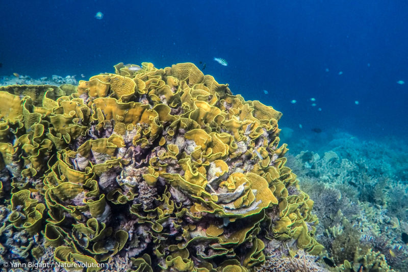 Coraux de la baie de Matarape, Sulawesi, Indonésie