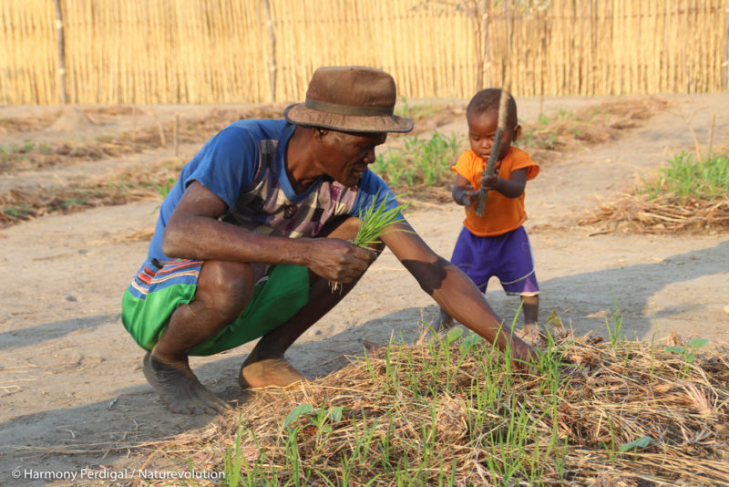 Pépinières pour le reboisement et potagers scolaires à Madagascar