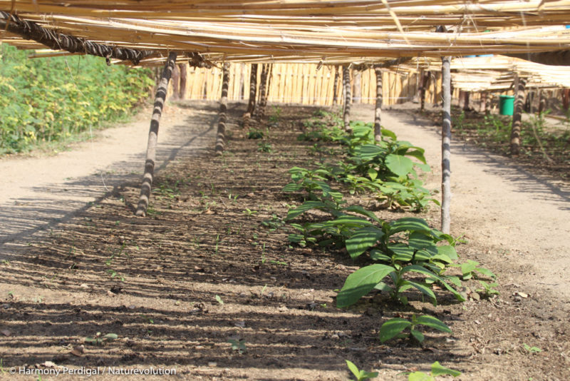 Nurseries in the Makay massif in Madagascar