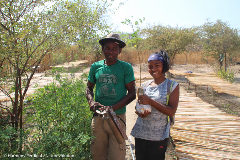 The planter for reforestation without plastic