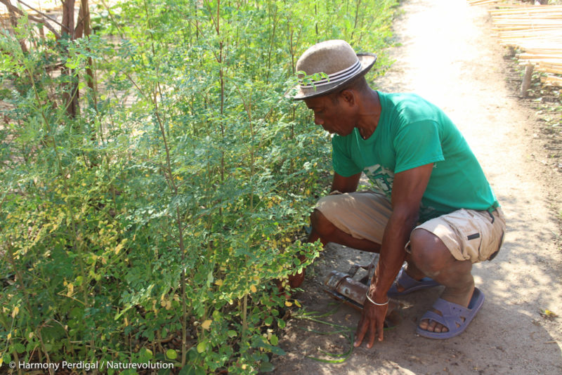 Plate-bande de moringa