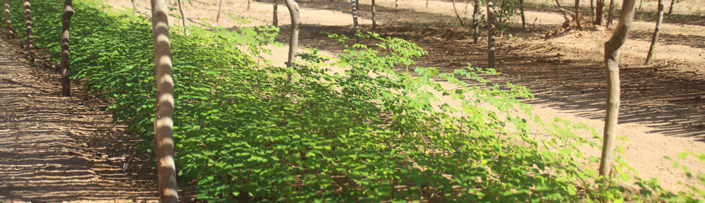 Prépinières pour reforestation dans le massif du Makay à Madagascar