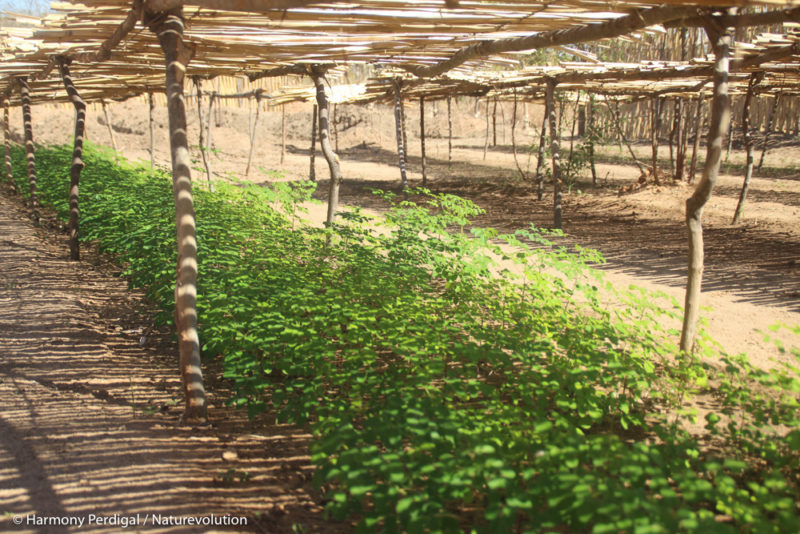 Prépinières pour reforestation dans le massif du Makay à Madagascar