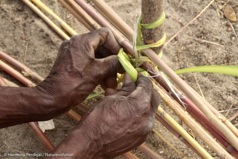 Natural fences for forest nurseries in Madagascar