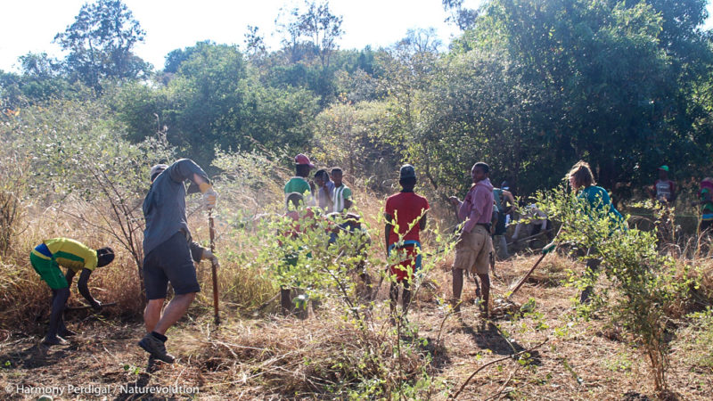 Clearing land to create the Makay nurseries