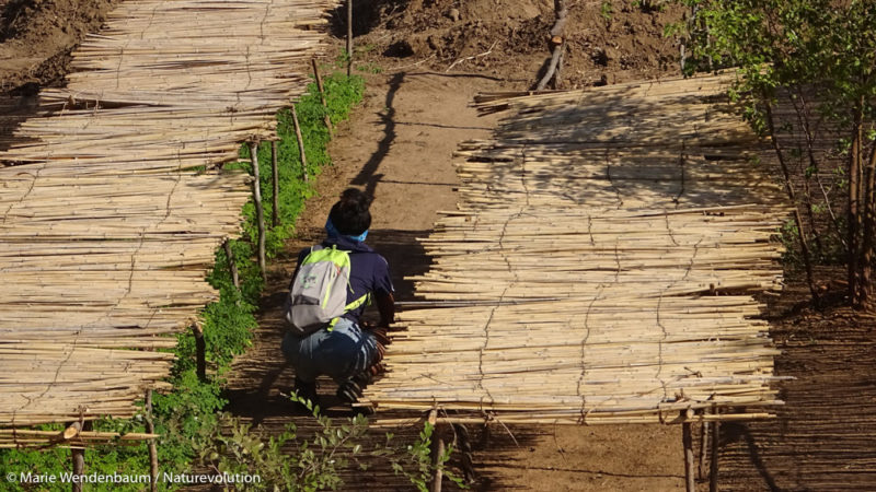 Pépinière de Tsiazorambo dans le massif du Makay à Madagascar