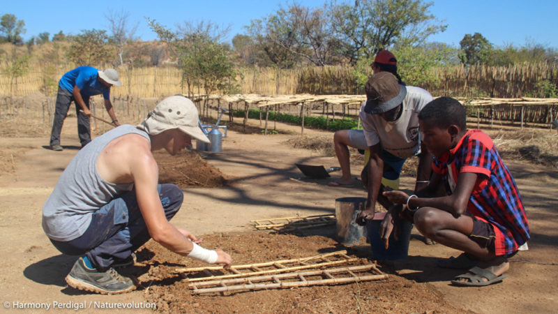 Sowing in tree nurseries in Madagascar