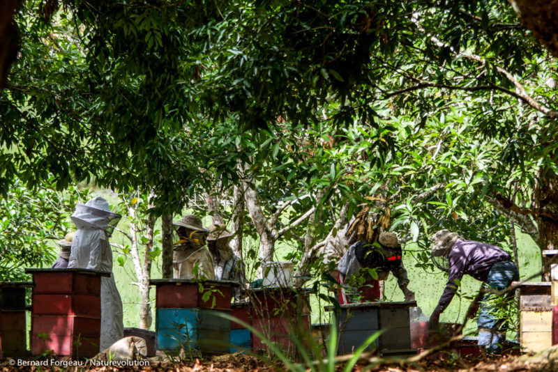 Apiary of Les Ruches Australes in Manakara