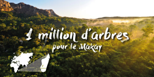 Projet : 1 million d'arbres pour le Makay