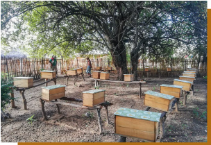 Beekeeping school apiaries