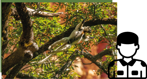 Ecoguards_Lemur photo