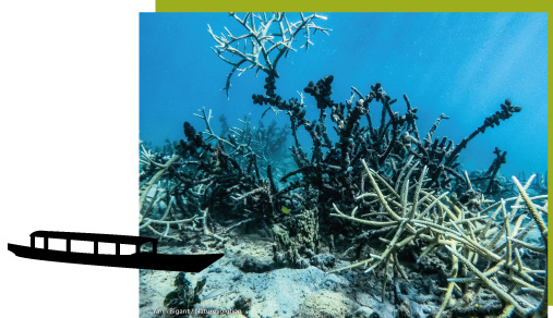 Protection des récifs coralliens_Photo coraux morts