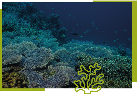 Protection des récifs coralliens_Photo coraux