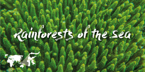 Projet : Rainsforest of the sea