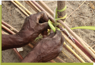 Reforestation Replanting capacity