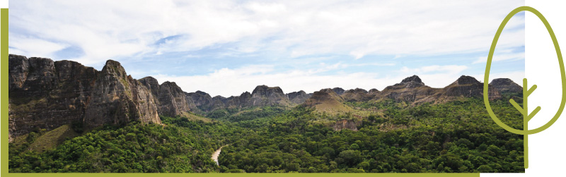 Reforestation_Landscape photo