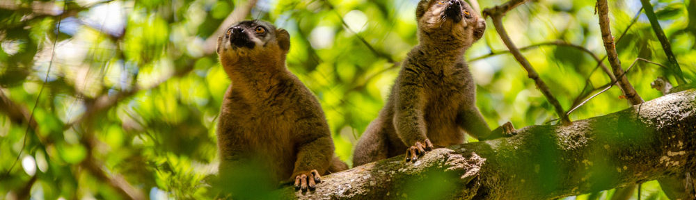 Lémuriens à front roux dans le Makay à Madagascar