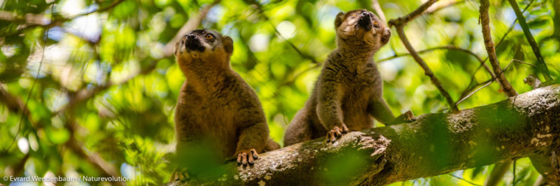 Red-fronted lemurs in Makay in Madagascar