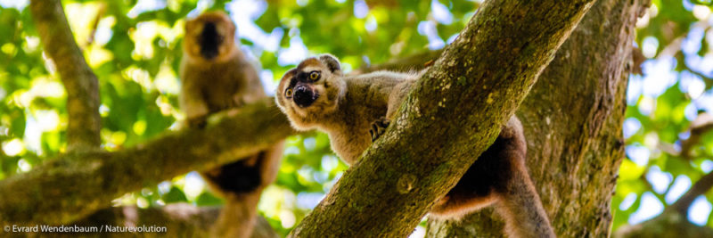 Red-fronted lemurs in Makay in Madagascar