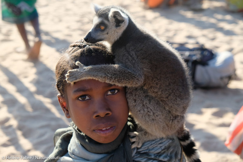 Lemur catta captive in Makay in Madagascar