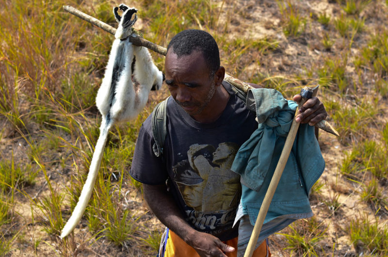 Braconnage de sifaka dans le massif du Makay à Madagascar