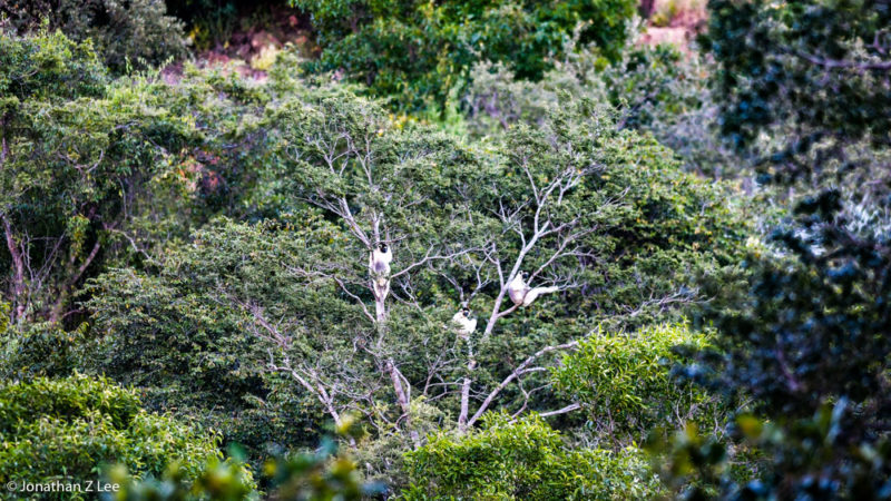 Lémuriens propithèques de Verreaux dans le Makay